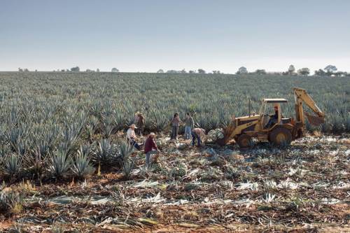 Mexico: Những người thợ đang thu hoạch cây thùa xanh (blue agave) cho nhà máy ủ rượu Tequila Ocho. Sau khi thu hoạch, những chiếc lá cao và nhọn của cây sẽ được cắt ra khỏi gốc. Cánh đồng thùa xanh là một trong các đặc trưng nổi bật nhất của thiên nhiên Mexico. 